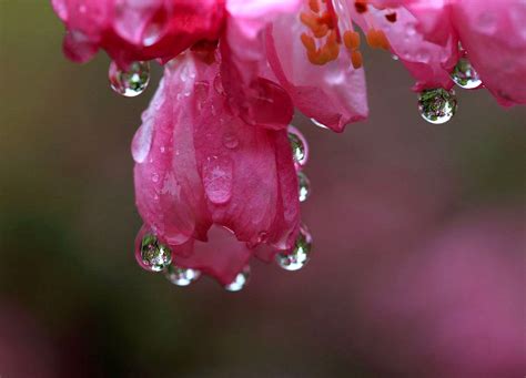 雨小棠